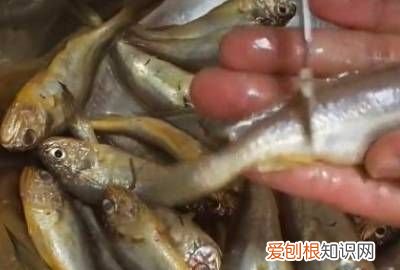 安康鱼怎么收拾怎么做好吃 ，安康鱼怎么做好吃啊？