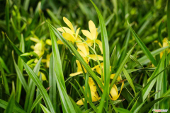 兰花是几月份发新苗，兰花几月发芽，秋季发芽吗？