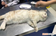 猫咪子宫在哪个位置 ，猫咪子宫位置图？