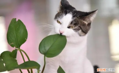 猫为什么总是咬自己主人 ，猫咪为什么老咬我？