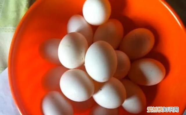 鸽子蛋为什么蒸不起来 ,为什么鸽子蛋蒸不凝固??