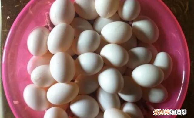 鸽子蛋为什么蒸不起来 ,为什么鸽子蛋蒸不凝固??