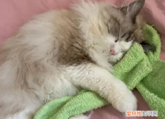 猫咪为什么总是叼袜子 ，猫咪喜欢叼袜子之类的到房间？