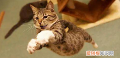 猫喜欢运动 ，猫咪主动坐腿？