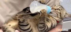 猫咪为什么喜欢抱着自己睡觉 ，为什么猫要抱着主人的手咬？
