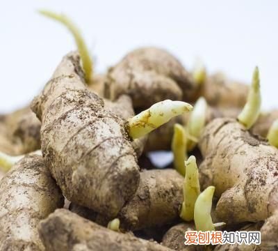 大姜催芽期间怎样排潮 ，大姜长白毛怎么回事？