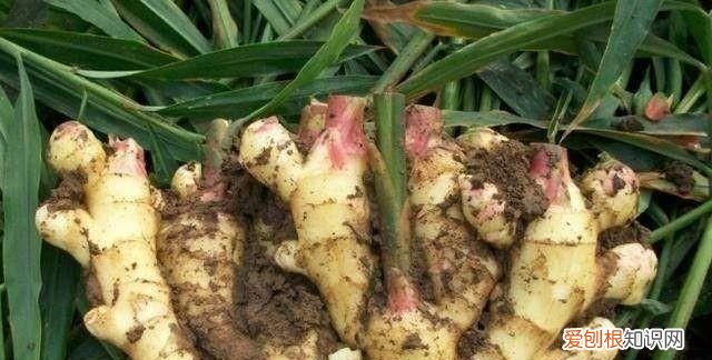大姜催芽期间怎样排潮 ，大姜长白毛怎么回事？