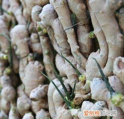 大姜催芽期间怎样排潮 ，大姜长白毛怎么回事？