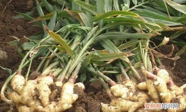 大姜催芽期间怎样排潮 ，大姜长白毛怎么回事？