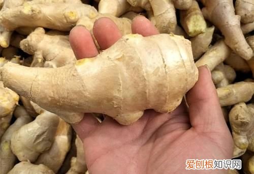 大姜催芽期间怎样排潮 ，大姜长白毛怎么回事？
