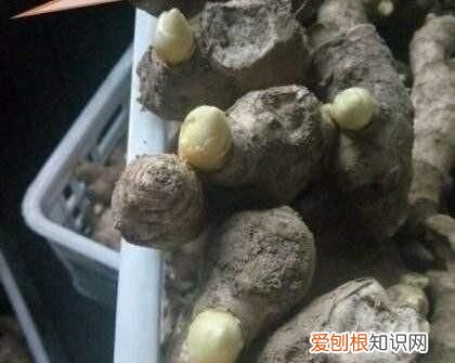 大姜催芽期间怎样排潮 ，大姜长白毛怎么回事？