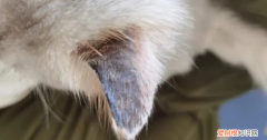 猫咪耳朵冻了怎么能不掉 ，猫耳朵好冷？