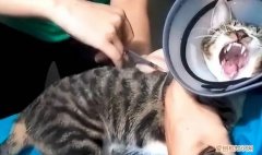 猫咪打针不叫不乱动 ，猫打针的时候为什么就不动了？