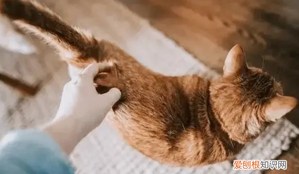 猫为什么怕挠脊柱 ，猫为什么怕拎脖子？