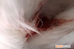 猫子宫蓄脓有什么症状 ，母猫子宫蓄脓图片？
