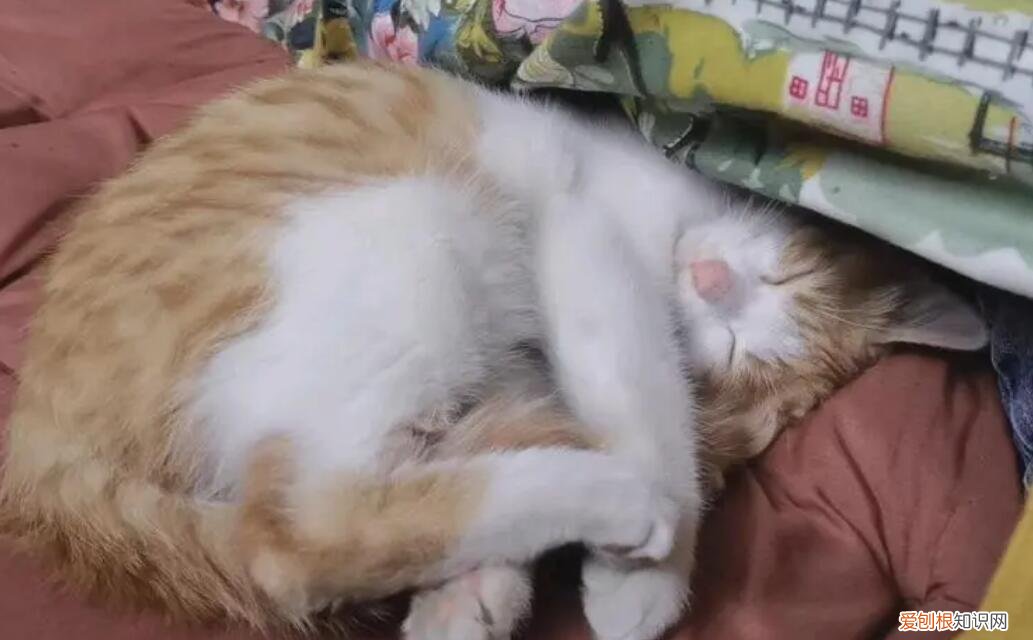 猫咪喜欢抓自己的尾巴是为什么 ,猫咪喜欢抓自己的尾巴什么意思?