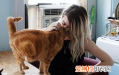 为什么猫喜欢咬主人鼻子 ，猫为什么喜欢咬主人的鼻子？