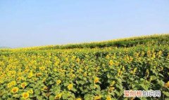 油葵种植的株行距是多少，石家庄地区什么时候种油葵