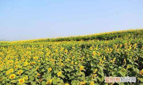 油葵种植的株行距是多少，石家庄地区什么时候种油葵