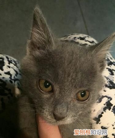 猫咪上火怎么办，小猫眼睛上火了怎么办