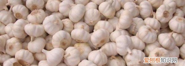 大蒜钓鱼可以,大蒜能钓鱼吗,什么鱼爱吃