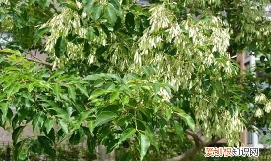 白蜡盆景怎么种植，白蜡盆景的栽培方法和养护要点是什么
