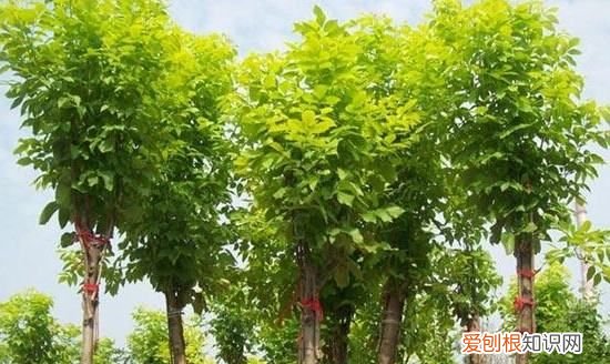 白蜡盆景怎么种植，白蜡盆景的栽培方法和养护要点是什么