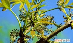 白蜡盆景怎么种植，白蜡盆景的栽培方法和养护要点是什么