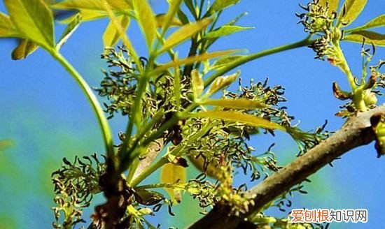 白蜡盆景怎么种植，白蜡盆景的栽培方法和养护要点是什么