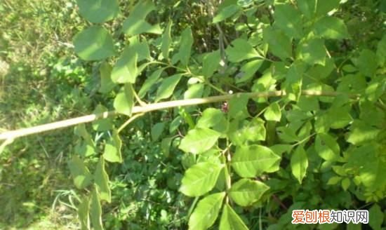 白蜡盆景怎么种植，白蜡盆景的栽培方法和养护要点是什么