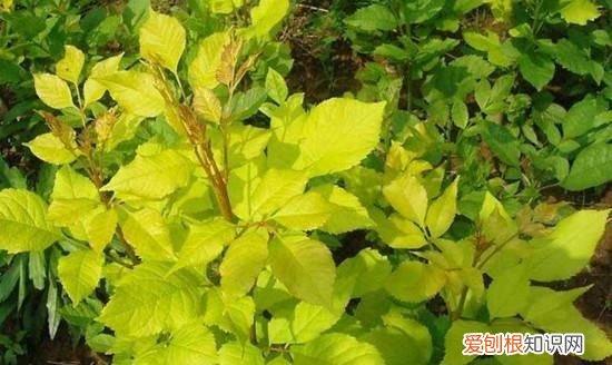 白蜡盆景怎么种植，白蜡盆景的栽培方法和养护要点是什么