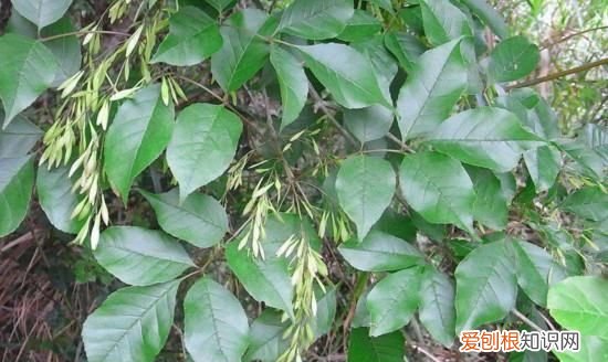 白蜡盆景怎么种植，白蜡盆景的栽培方法和养护要点是什么