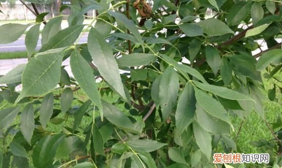 白蜡盆景怎么种植，白蜡盆景的栽培方法和养护要点是什么