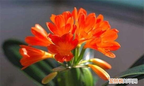 君子兰开花时需要注意什么，六个妙招让君子兰开花视频