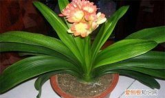 君子兰开花时需要注意什么，六个妙招让君子兰开花视频