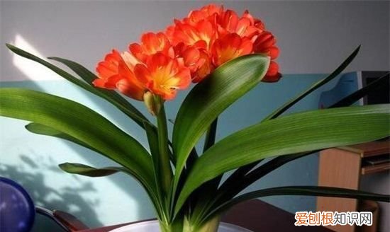 君子兰开花时需要注意什么，六个妙招让君子兰开花视频
