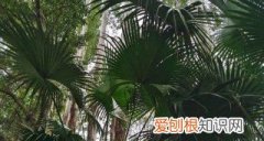 地下室种植什么花卉，地下室适合养什么植物