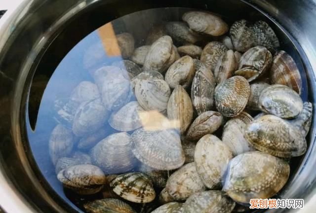 海鲜花甲怎么很快出沙子,海鲜花甲怎么去除泥沙