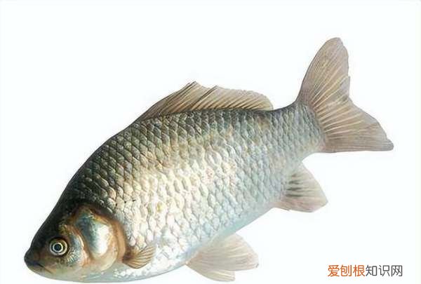 冬天水越深温度越高，冬天深水温度高还是浅水温度高呢