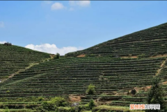 茶树怎么种植，油茶树怎么种植方法