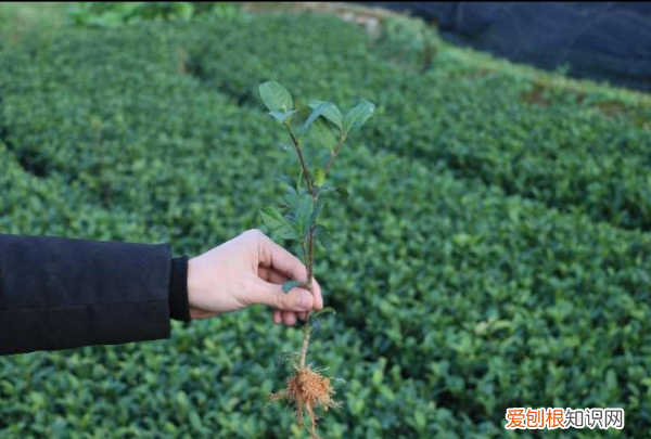 茶树怎么种植，油茶树怎么种植方法