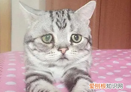 为什么猫的表情很忧郁 ,猫咪为什么表情很凶?