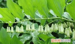 黄精不能与哪种食物一起吃
