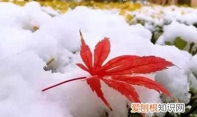 冬月是什么意思，冬月是腊月的意思