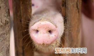 动物鼻子的特点是什么,什么动物的鼻子是圆的