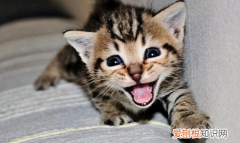 猫叫声很弱是怎么了回事 ，猫叫声弱是怎么回事？