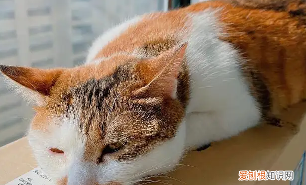 为什么猫这么喜欢晒太阳 ，猫为什么喜欢晒太阳？