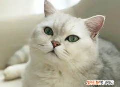 人为什么都喜欢猫 ，为什么人很喜欢猫？