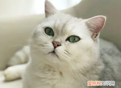 人为什么都喜欢猫 ，为什么人很喜欢猫？