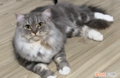猫咪为什么一颤一颤的 ，为什么猫咪会抖？